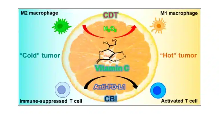 From Immunity Boost to Tumor Fighter: Vitamin C’s Breakthrough in Cancer Care